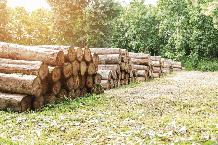 Premium teak wood, kiln-dried hardwood at Apta Living furniture factory, Jepara
